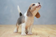 cute beagle puppy  in action