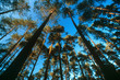 forest trees on clear blue sky, wide angle