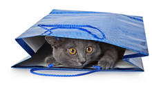 Kitten Peeking Out Of A Gift Package