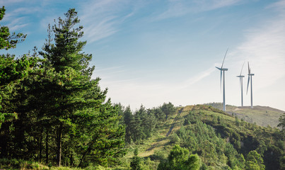 Forest landscape on a sunny day with wind turbines generating electricity in the background. Nature and ecological energy production concept.