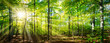 Grüner Wald im Frühling und Sommer