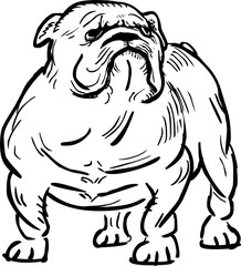 Wall Mural - Funny english bulldog, vector illustration