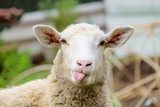 Fototapeta Zwierzęta - Funny sheep. Portrait of sheep showing tongue.