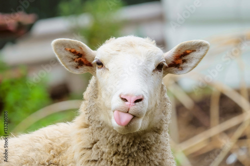 Fotografía Funny sheep. Portrait of sheep showing tongue.