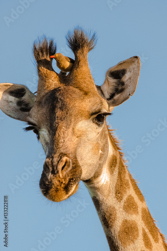 Foto-Vorhang - Funny portrait of a giraffe with an oxpecker between its horns, Kruger National Park, South Africa (von Uwe Bergwitz)