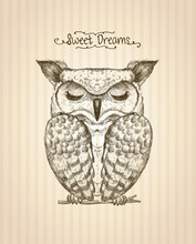 Sleeping Owl Hand Drawn Graphic Illustration, Front View