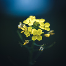 Isolated Yellow Flowers.