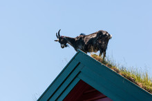 Goat On Roof Of House At F61-Laberg(Fjaler) At Åfjorden, Norwa