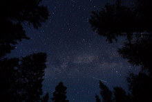 Low Angle View Of Stars Over The Tree Tops In Forest¬†at Night 