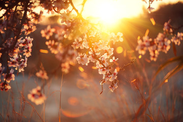 Fotomurales - Spring blossom background. Beautiful nature scene with blooming tree and sun flare. Sunny day. Spring flowers 