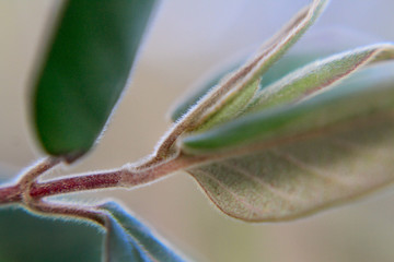 Honeysuckle vine closeup or macro of new growth  of leaves on the vine