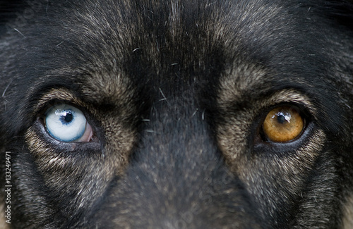 Hund mit verschiedenen Augenfarben Stock Photo Adobe Stock