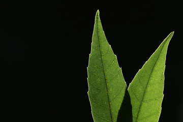 green leaf vein on black background #2