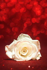 Beautiful white rose on sparkling red background