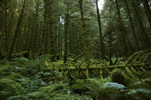 Moss Covered Forest With Fallen Trees And Lots Of Ferns On Forest Floor