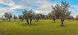 Panoramic view of green grass field with olive trees under blue sky