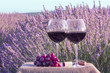 Two glasses of red wine and grapes in lavender field