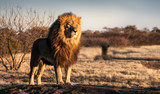 Fototapeta Na drzwi - Single lion standing proudly on a small hill