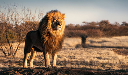 Single lion standing proudly on a small hill