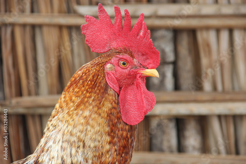 500_F_133284443_6JRDEzdfO073pPGfjYG7VL1bMK9IoV2l.jpg