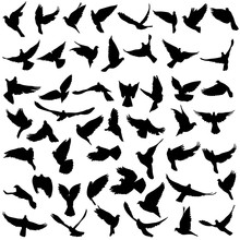 Concept Of Love Or Peace. Set Silhouettes Doves. Vector Illustration