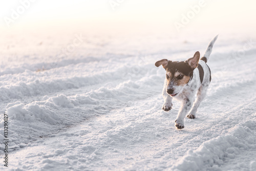 Hund rennt im Schnee Jack Russell Terrier StockFoto Adobe Stock
