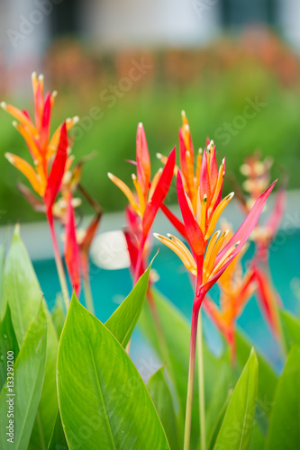 Bird of paradise flower