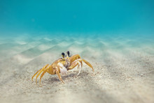 Underwater, Crab On The Sandy Bottom