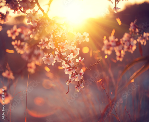 Spring blossom background. Beautiful nature scene with blooming tree and sun ...