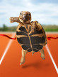 Little turtle runner wins by crossing the finish line