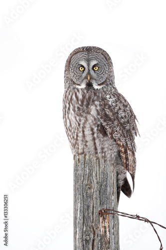 Great Grey Owl Strix Nebulosa Isolated On A White Background