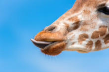 Muzzle Of A Giraffe, Who Licks His Lips Tongue