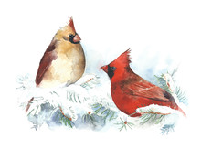 Birds Cardinals Watercolor Painting Illustration Isolated On White Background Hand Made Greeting Card