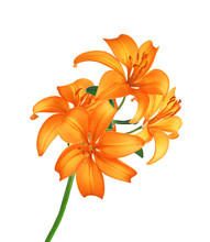 Beautiful Orange Lily Flowers Isolated On White