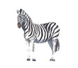 Zebra animal watercolor painting illustration hand made isolated on white background greeting card