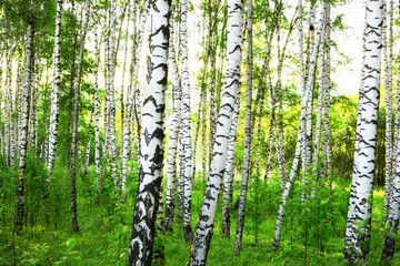 summer in sunny birch forest