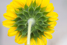 Behind The Sunflower