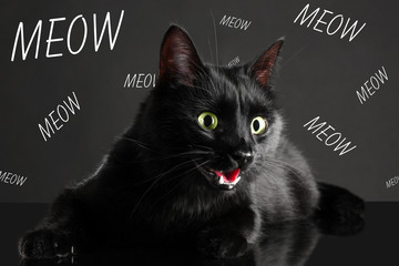 Wall Mural - Cute cat and word MEOW on dark background