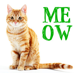 Wall Mural - Cute cat and word MEOW on white background