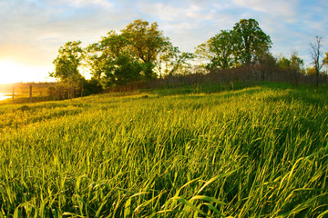 Sunset meadow