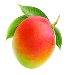 Leinwandbilder - Isolated mango. Whole mango fruit on a branch isolated on white background with clipping path