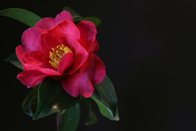 Japanese Camellia Flower On Black