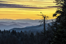 Smoky Mountains, Scenic Sunset, Owl In Tree