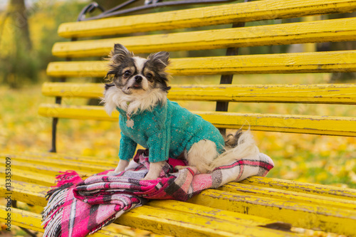 Longhair Chihuahua Dog Wearing Blue Pullover Sitting On Yellow
