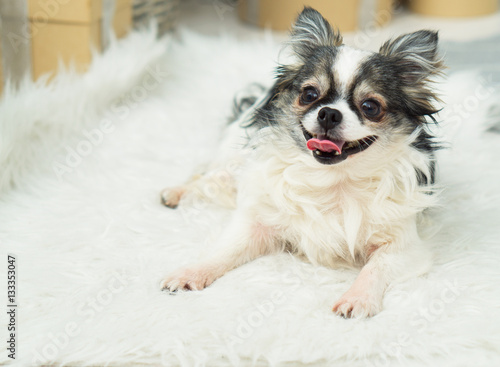 Longhair Chihuahua Dog On Light Textile Decorative Fake Fur Coat