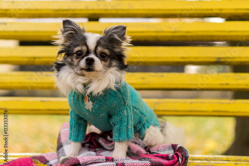 Longhair Chihuahua Dog Wearing Blue Pullover Sitting On Yellow