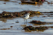 Sanderling Searching For Food Among Seaweed And Other Debris On The Wintery California Beach In Crystal Cove State Park, Laguna Beach
