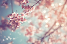 Close-up Of Beautiful Vintage Sakura Tree Flower (cherry Blossom) In Spring. Vintage Color Tone Style.