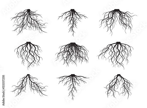 Fotografía Set of Black Roots. Vector Illustration.