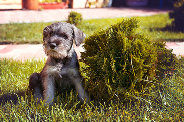 Wall Mural - Schnauzer puppy playing in the garden